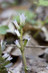 Virginia pennywort